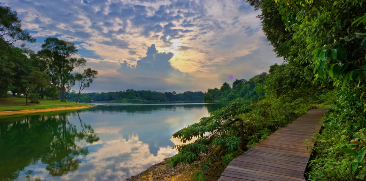 Lush greenery and water at MacRitchie Reservoir